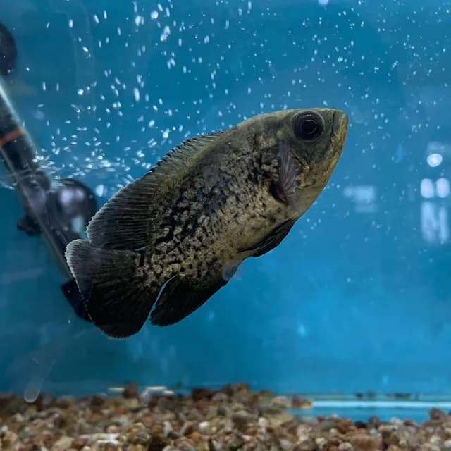 Peixes e roedores na Agropecuária Agro Alex